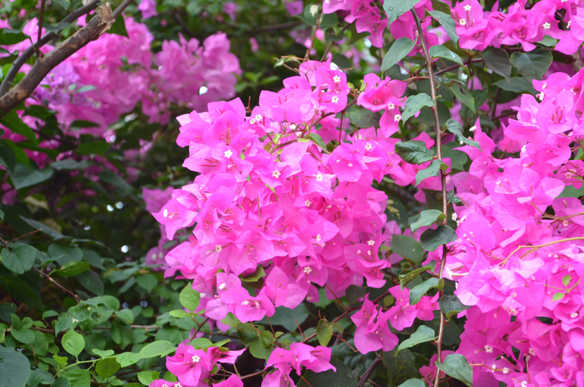 欧美日韩狠狠爱视频a片